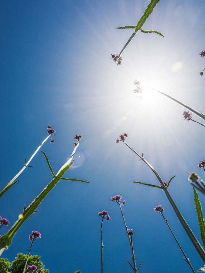 Convivencias de verano 2025